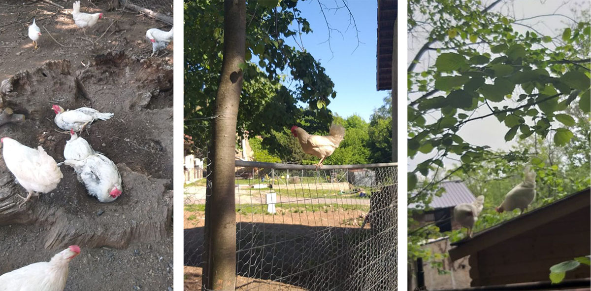 Da Seba e Vale le galline razzolano in libertà. Nella foto a sinistra il bagno nella cenere contro i partassiti